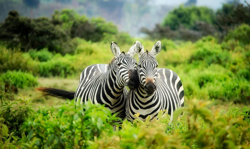 zebra